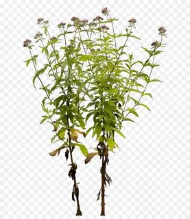 Plants file