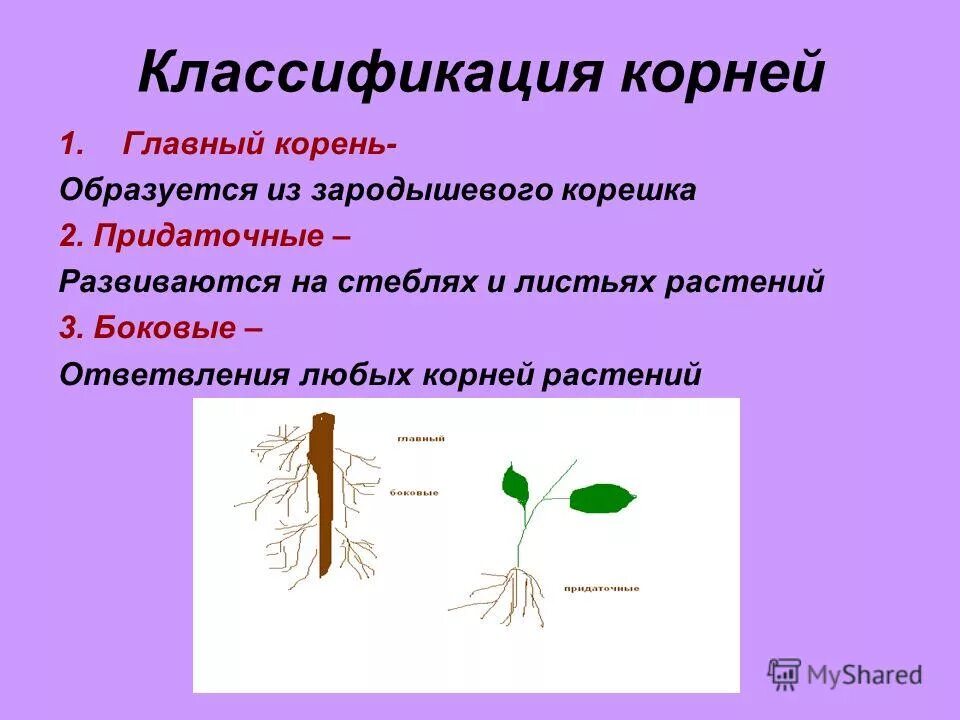 Корни растений классификация.