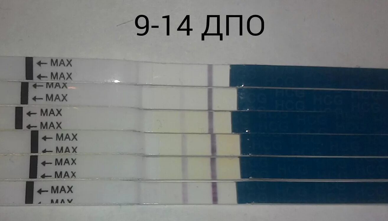 Дпо признаки форум. Тест на беременность дпо. 14 дпо. 9 дпо тест. 14 дпо тест на беременность положительный.