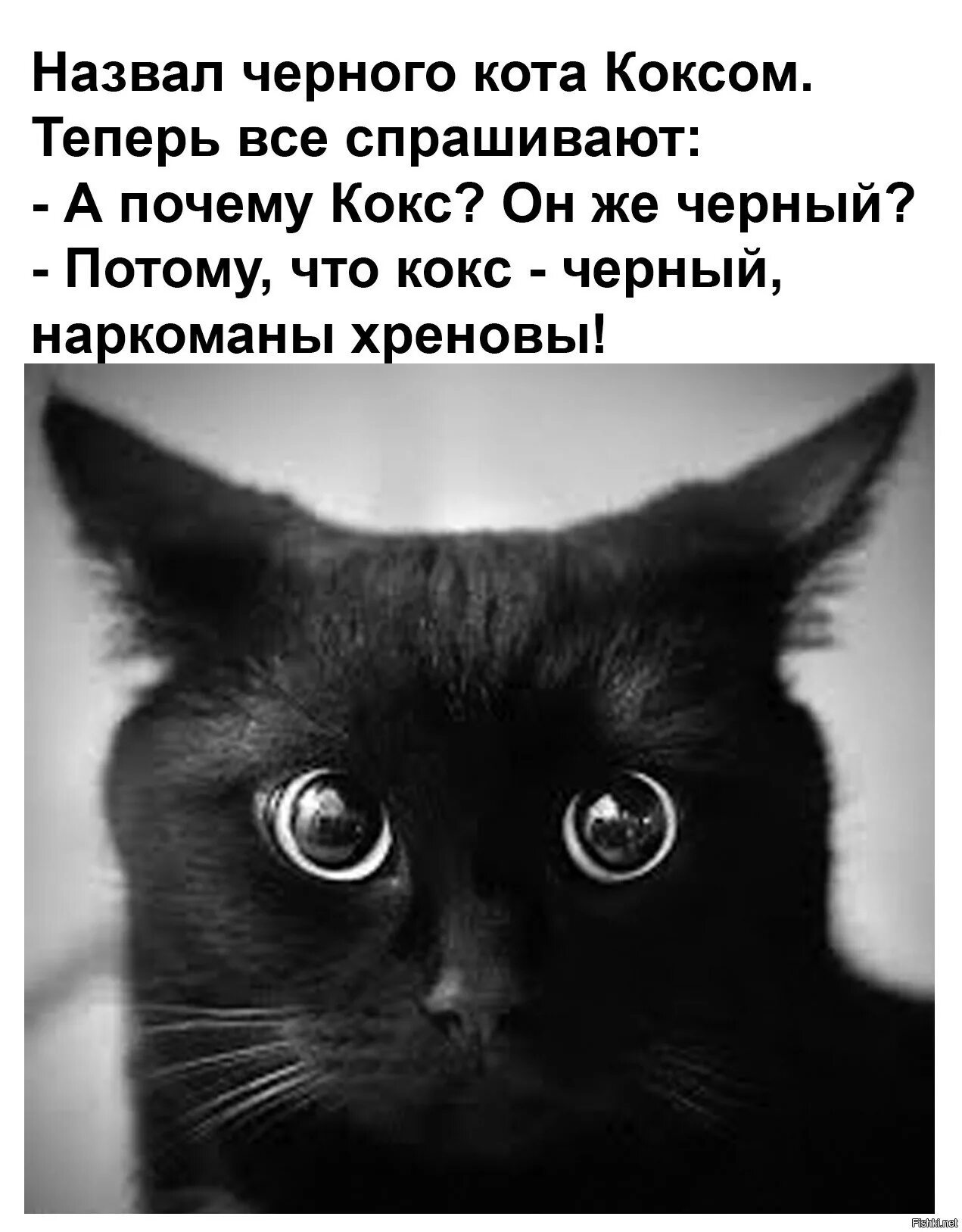 Чёрный кот. Фото кота. Назвал черного кота коксом. Кличка для черного кота. Почему черных нельзя называть черными