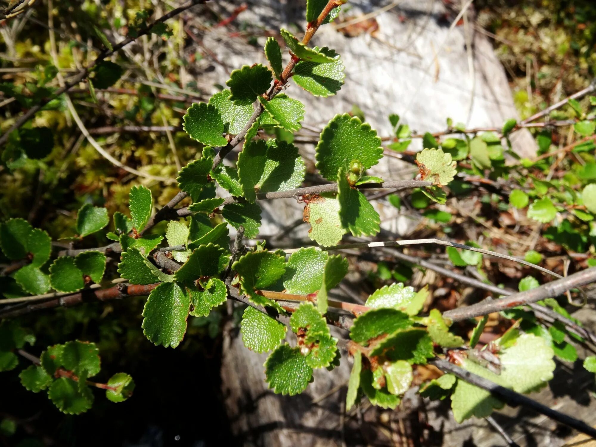 Березка 6 букв. Карликовая береза в лесотундре. Березка 6 букв. Берёза карликовая. Береза карликовая nana.