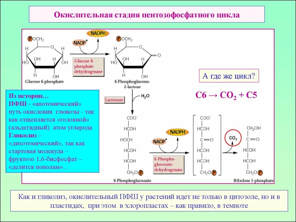 Окисление в хлоропластах. Пентозофосфатный путь биохимия цикл. Пентозофосфатный путь и цикл. Пентозофосфатный цикл этапы. Окислительная фаза пентозофосфатного цикла.