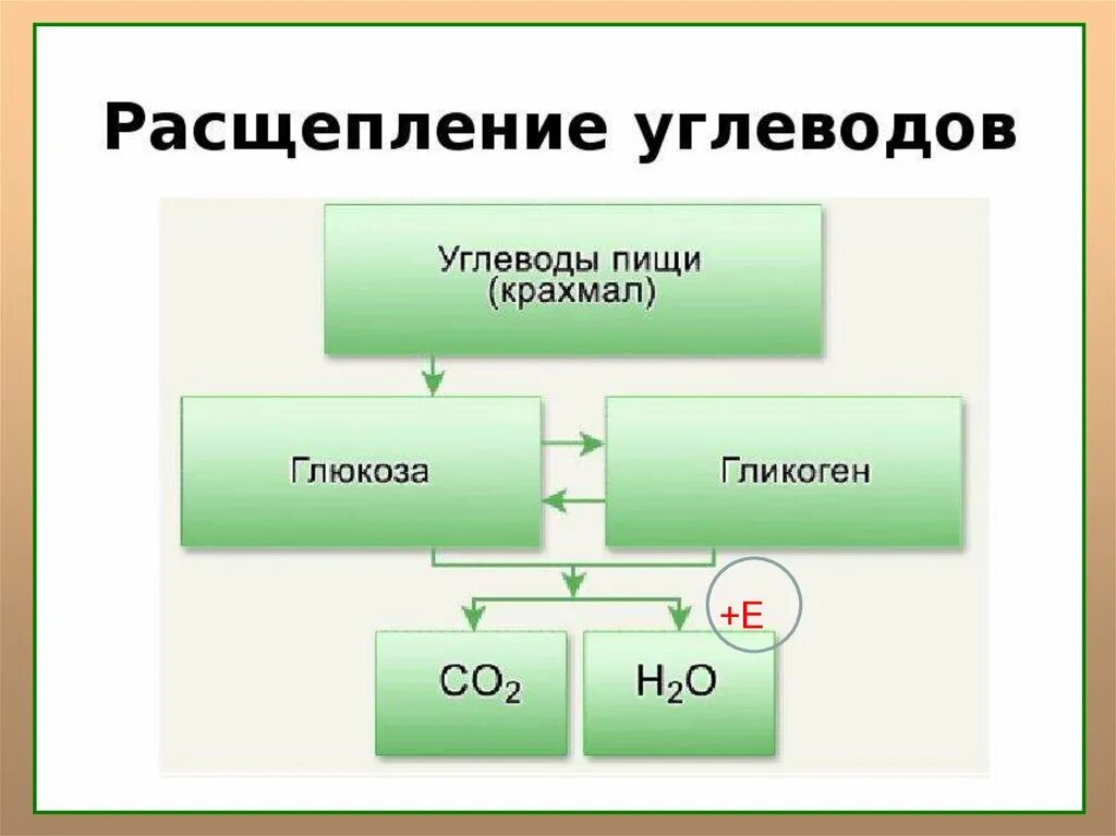 В каком отделе начинается расщепление углеводов. Продукты расщепления углеводов. углеводы расщепляются до. расщепление углеводов начинается в. белки и углеводы расщепляются до мономеров.