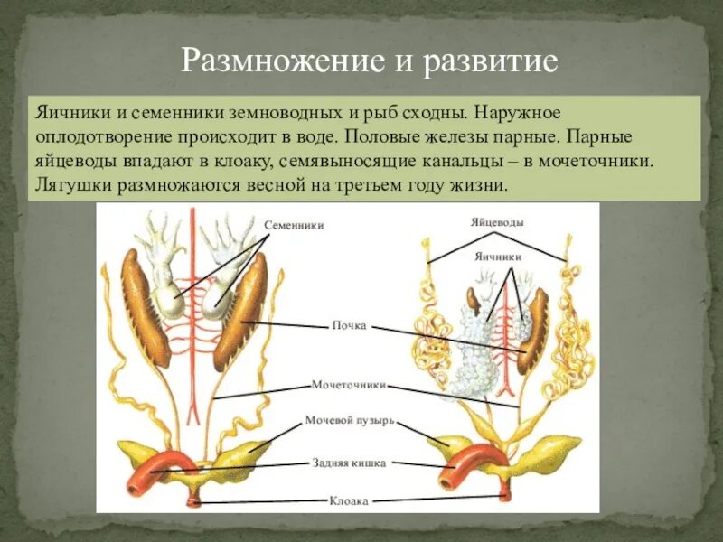 Размножение строение земноводных. Система размножения амфибий. Система органов размножения рыб. Репродуктивная система земноводных. Земноводные выделительная система.