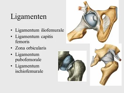 Ligamentum