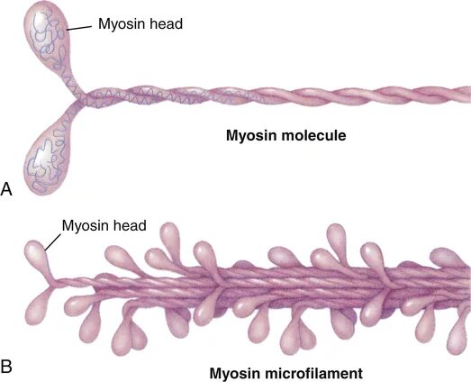 Миозин 2. Немышечный миозин. Структура миозина. Myosin structure. Миозин мышечной ткани