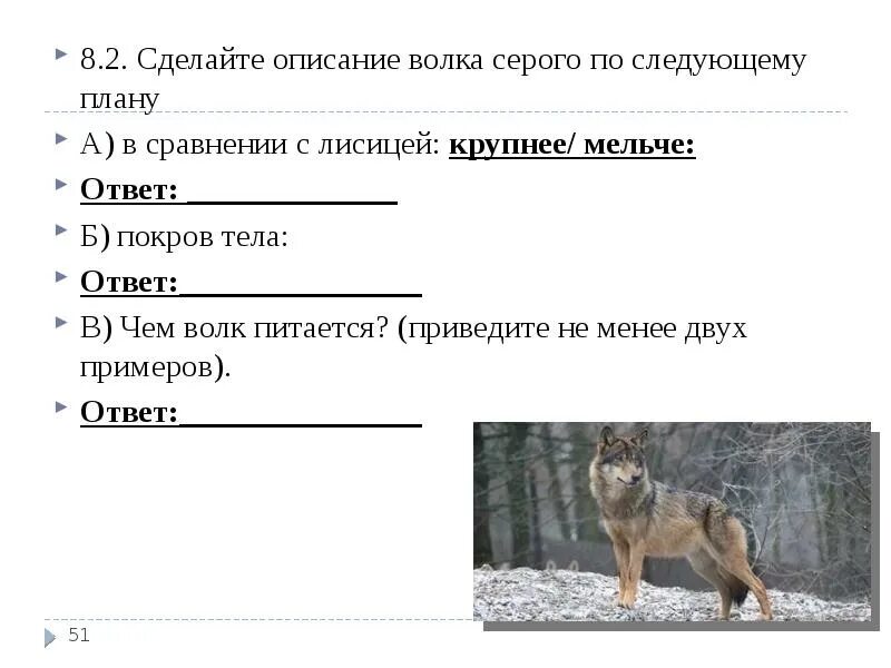 Сделайте описание лисицы обыкновенной по следующему плану. Сделайте описание волка по следующему плану. Описание волка. Описание волка серого по следующему плану. План описания волка.