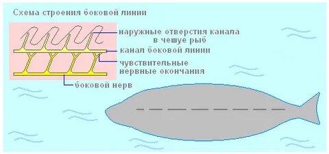 Линия строение
