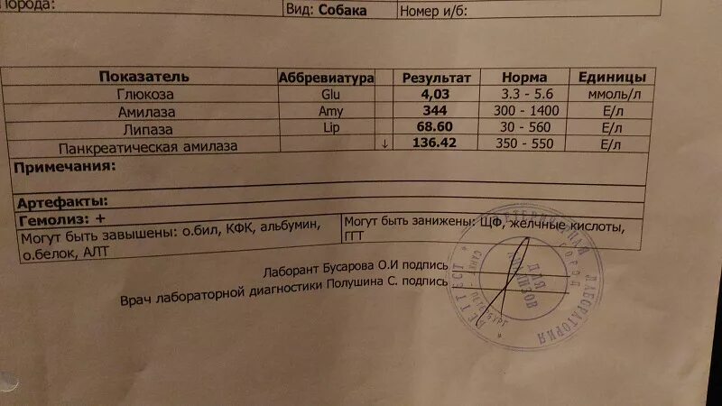 Повышенные желчные кислоты у собак