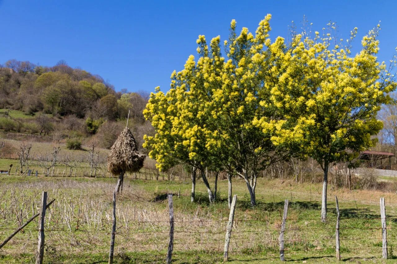 Как растет мимоза в абхазии. Как растет мимоза в абхазии. Мимоза цветет гагры абхазия. Мимоза цветет в абхазии. Мимоза акация абхазия.
