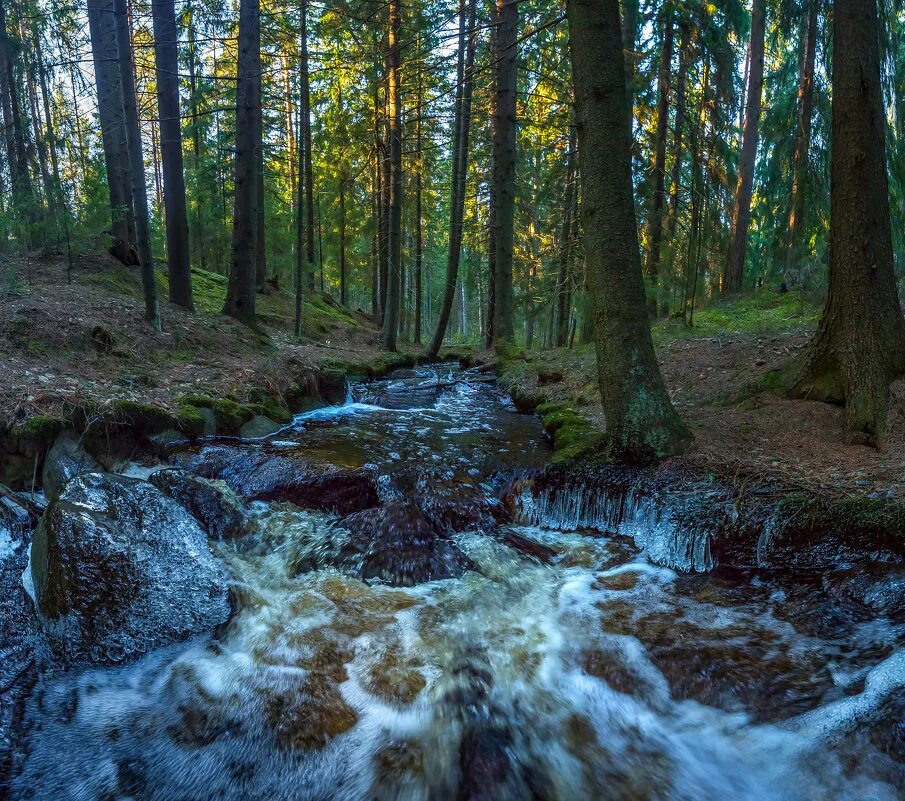 Ручью форум. Удмуртия родниковый край. Ручью форум. Родниковый ручей. Бегут ручьи.