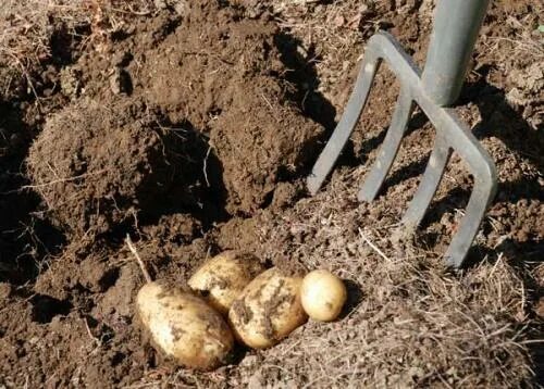 копать картошку. копка картофеля. видео 2016 года про копку картошки. уборка картофеля на огороде. уборка картошки.