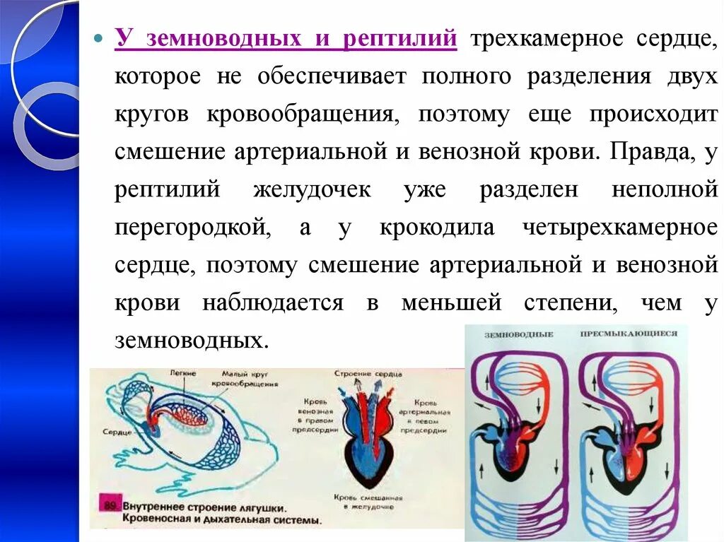 Какая кровь течет от легких у рептилий