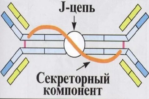 Секреция иммуноглобулинов