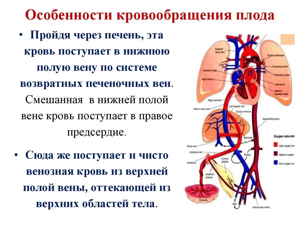 Плацентарный круг кровообращения схема. Кровообращение новорожденного схема. Схема внутриутробного кровообращения. Кровообращение плода анатомия кратко. Направление крови в венах