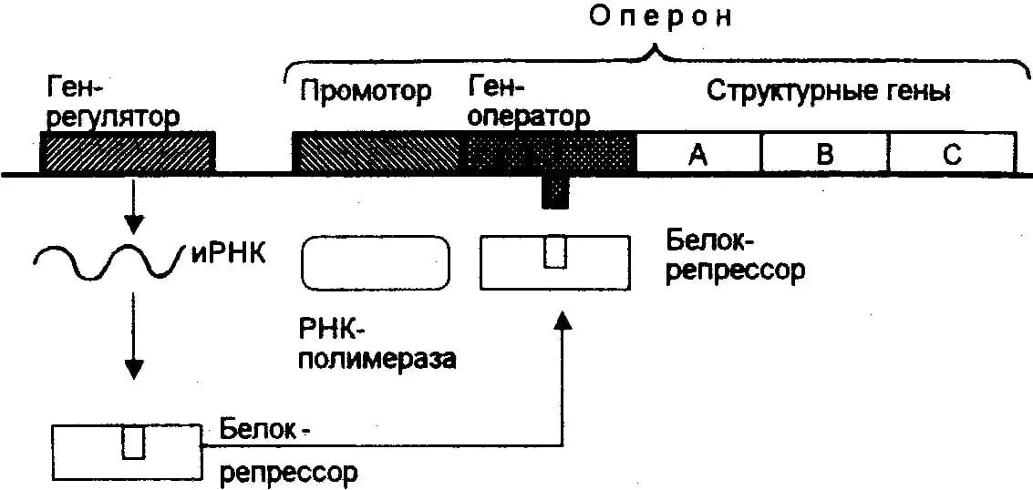 Регуляция генов прокариот. Структура генов прокариот оперон. Структура Гена оперон. Модель оперона Жакоба и моно. Строение оперона прокариот.