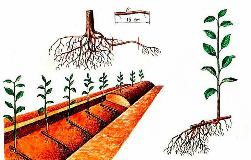 Корневая вишни. Корневая поросль вишни. Вишня размножение корневой порослью. Черенки корневая поросль черенки. Размножение черешни черенками.