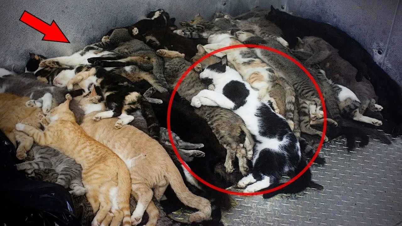 Усыпление на дому вызов