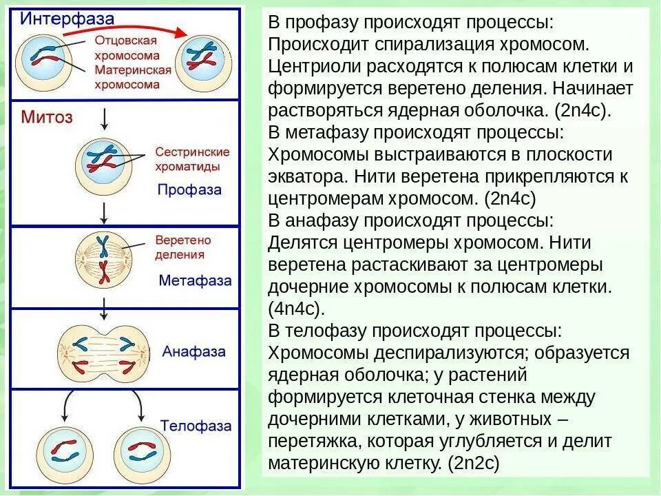 События при делении клетки. Митоз и мейоз стадии деления. Интерфаза 1 мейоза процессы. Мейоз 1 деление интерфаза. Мейоз периоды интерфаза 2.