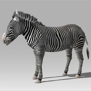 Zebra 3