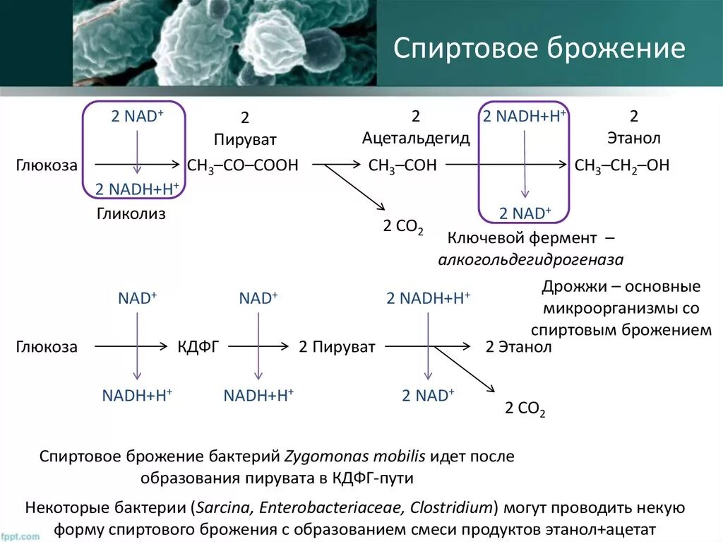 Фермент дрожжи. Схема спиртового брожения биохимия. Схема брожения бактерий. Спиртовое брожение Глюкозы схема биохимия. Фермент гексокиназа катализирует спиртовое брожение.