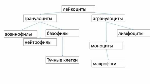Лейкоциты и лимфоциты что это
