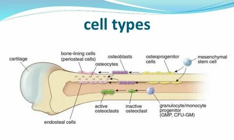 Lining cells