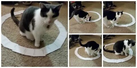 Как поймать кота