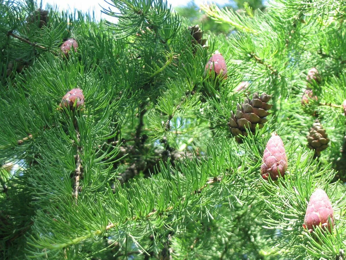 Лиственница Сибирская эвоинки. Лиственница Сибирская Larix sibirica. Лиственница Сибирская шишки. Лиственница Сибирская Бригантина. Семенные хвойные