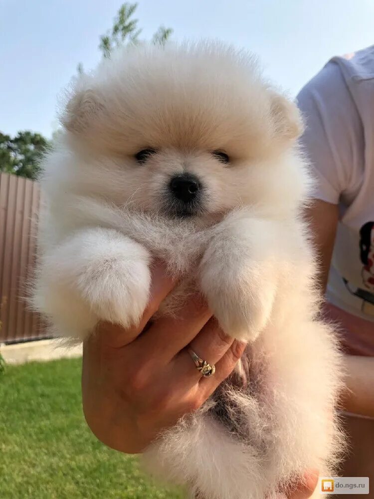 порода шпиц. щенки померанцевого шпица. померанский шпиц белый мини. шпиц померанский шпиц. шпиц кремовый мишка.