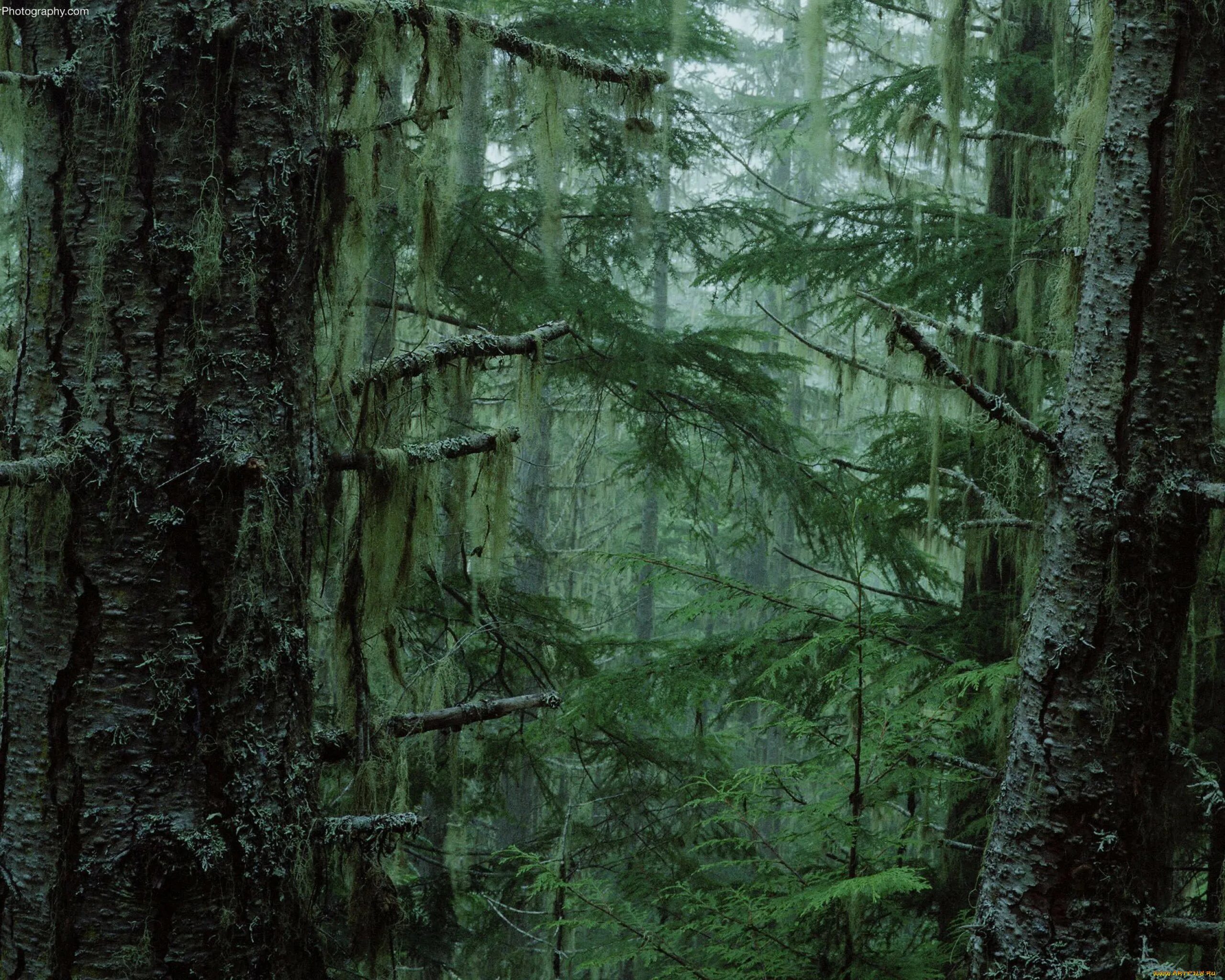 Невероятный лес. Дремучий лес Карамзина. Мистический мховый лес Малайзия. Лес Триллемарка-Роллагсфьелл. Тайга Карелия хвойный лес.