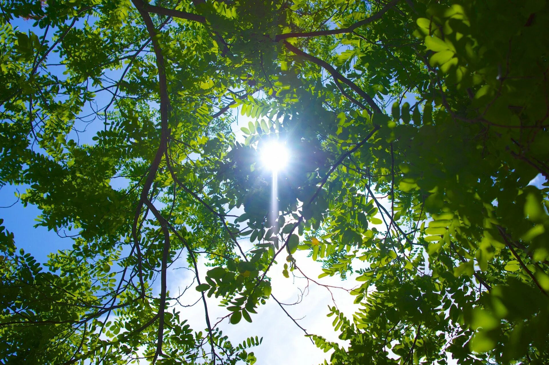 Весенний нам светил ярким солнечным лучом. Солнце сквозь листву. Солнце сквозь листву деревьев. Дерево в лучах солнца. Дерево солнце.