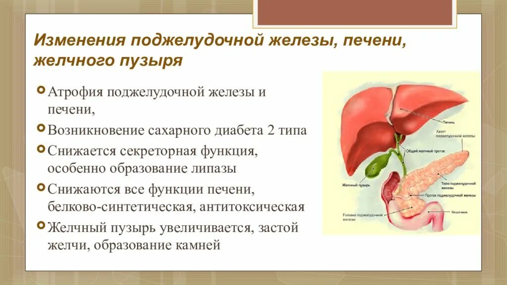 Паренхима печени и поджелудочной. Изменения поджелудочной железы. Вторичные изменения поджелудочной железы. Диффузные изменения печени и желчного пузыря.