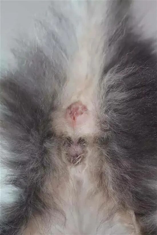 Как определить котенка кот. Как определить котенка кот