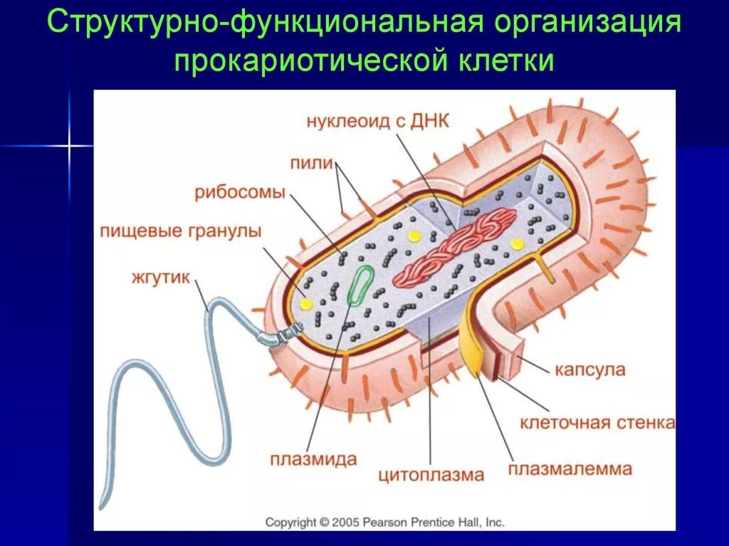 Структурно-функциональная организация прокариотической клетки. Прокариотическая клетка структурно-функциональная организация. Структурная организация прокариотической клетки. Строение прокариотической клетки. Организация прокариотических клеток