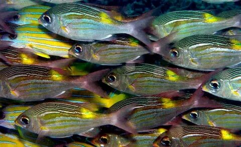 Many fish