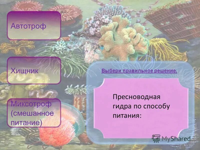 По способу питания большинство кишечнополостных являются. Гидра тип питания автотрофный или гетеротрофный. гидра по типу питания. гидра по способу питания. способы гетеротрофного питания кишечнополостные..