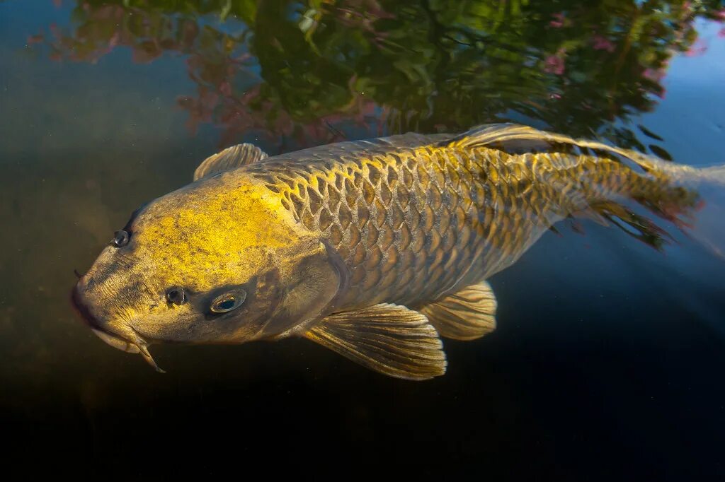 Golden Carp. Сазан и Карп. Золотой сазан Карп. Сазан Ташморский.