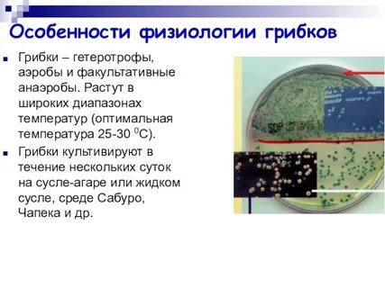 Факультативные микроорганизмы