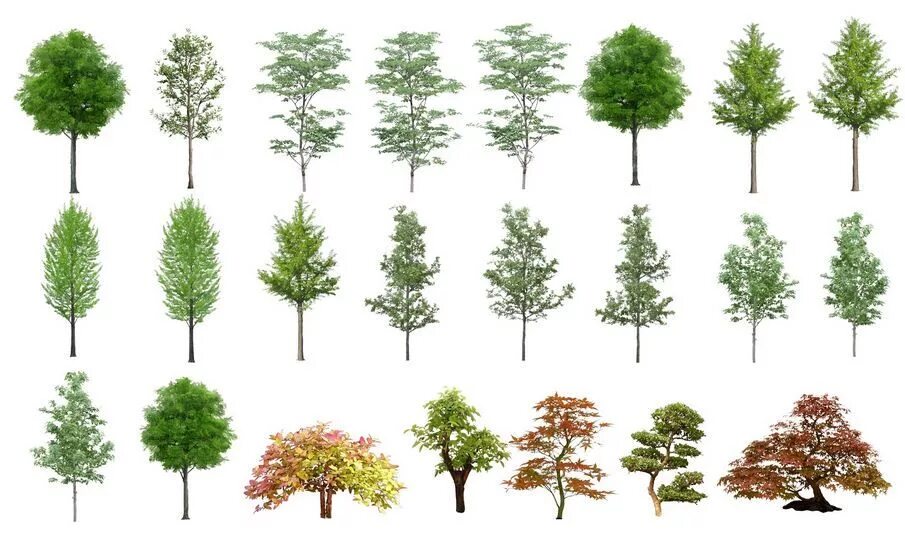 Деревья для визуализации. Акварельные деревья для фотошопа. Дерево фото. Акварельные деревья. Деревья для рендера.