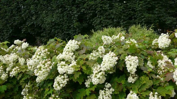 Oakleaf Hydrangea For the Yard Pinterest Сад с гортензиями, Гортензия дуболистна