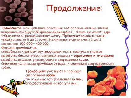 Срок жизни тромбоцитов