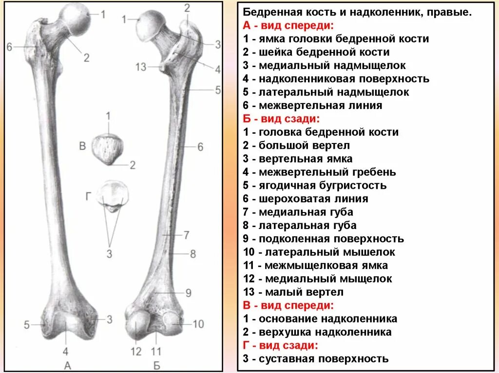 Бедренная кость анатомия описание. Бедренная кость правая вид спереди. Бедренная кость структура. Бедренная кость вертельная ямка.