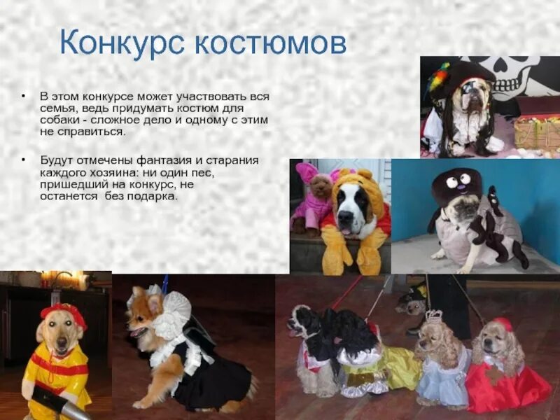 Конкурс костюмов для собак. Конкурс собака. Конкурс костюмов для собаки и хозяина. Костюм для собаки на конкурс костюмов. Каким может быть конкурс