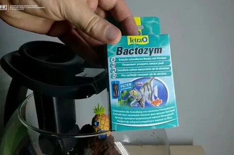 Тетра бактерии