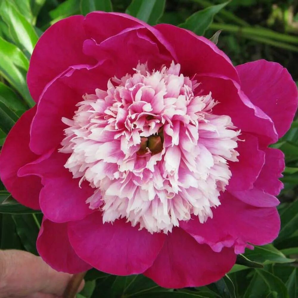 Пионы травянистые сорта. Пион этчед салмон. Пион reine hortense. Пион травянистый спиффи. Пион молочноцветковый "жемчужная россыпь".