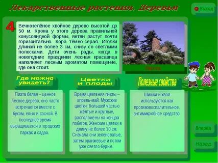 Слово вечнозеленый