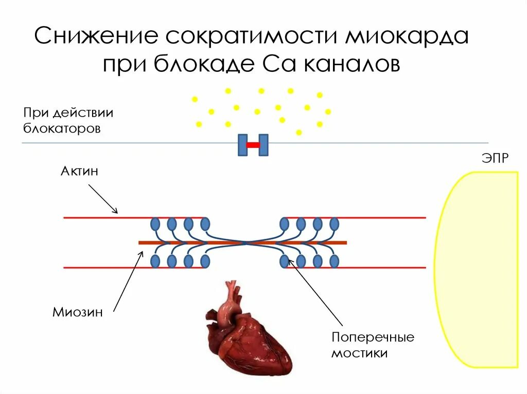 Сократительная способность сохранена. Снижение сократимости миокарда. Снижение контрактильной способности миокарда. Сократительная функция миокарда. Снижение сократительной функции миокарда.