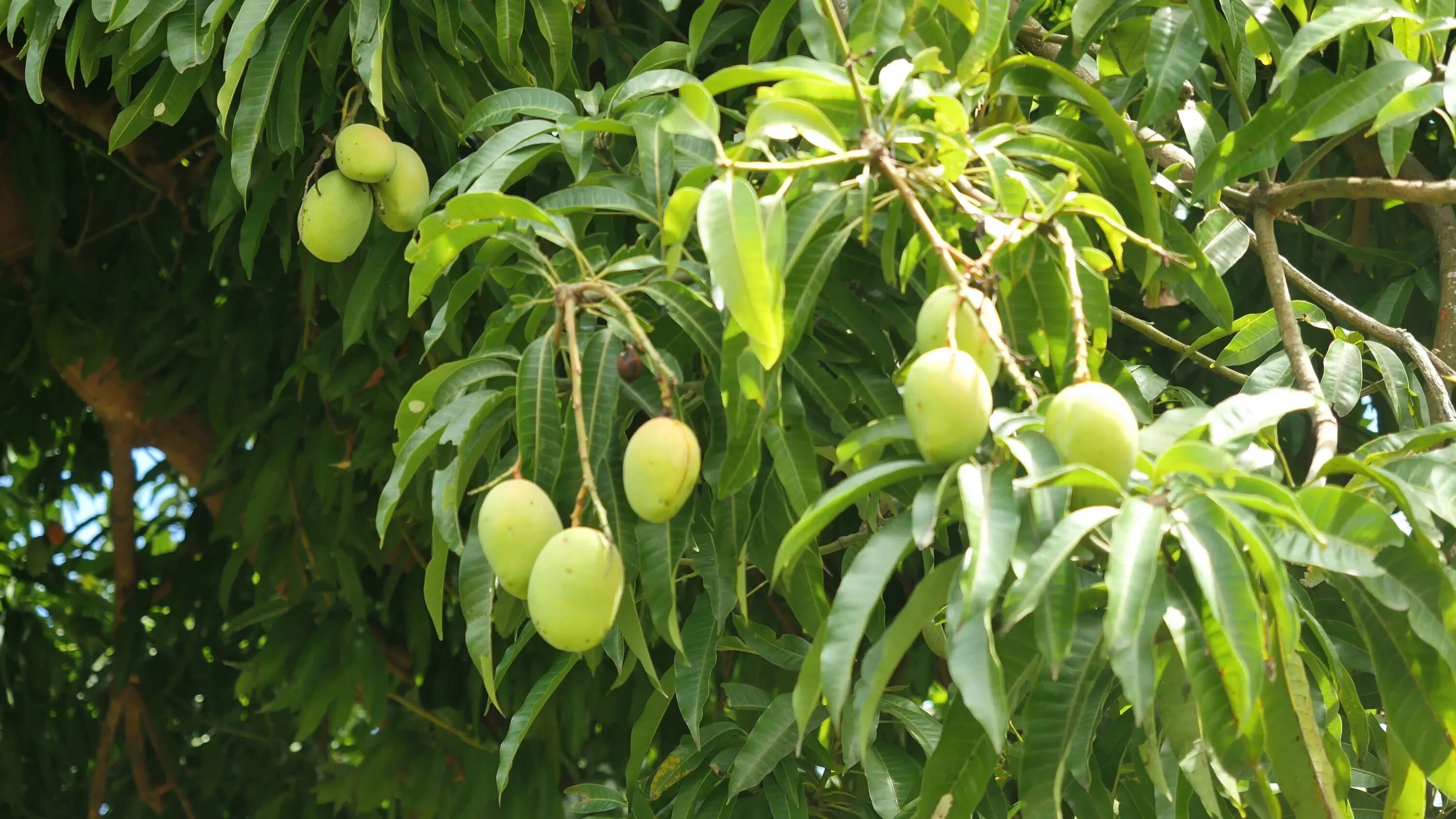 Манго дерево цветет. Манго фрукт дерево. Манго тайское растение. Манговое дерево Перуанская. Манговое дерево с манго.