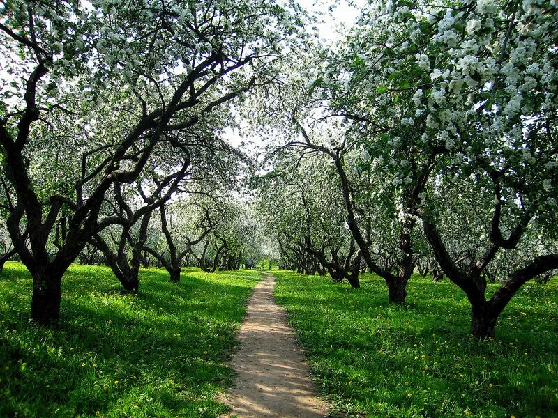 славянский бульвар яблони. яблоневый сад хорошее качество. яблоневые сады в цвету краснодар. яблоневый сад хорошее качество. яблоневый сад в цвету.